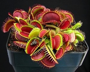 dionaea_titul_copyright_kamilpasek