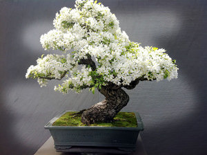 amazing-bonsai-trees-5-1-5710e79582acc__700