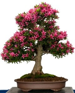 flowering-bonsai-tree